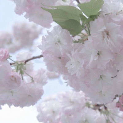 岗巴FurryQQ群介绍